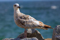 Junge Silbermwe am Strand. - 25.05.2016