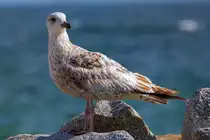 Junge Silberm�we am Strand. - 25.05.2016