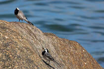 Bachstelzen am Ufer auf einem Felsen. - 23.05.2016