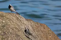 Bachstelzen am Ufer auf einem Felsen. - 23.05.2016