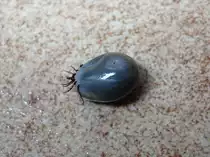 Mit meinem Blut vollgefressene Zecke (Ixodes ricinus) bzw. Holzbock nach dem Abfallen von meinem K�rper; 06.06.2016
