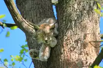 Luchs in Tambach am 26.05.2016.