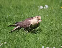 Falke hat Beute gemacht in Tambach am 26.05.2016.
