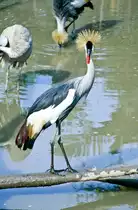 Kronenkranich (Balearica pavonina) Im Singapur Zoo. Bild vom Dia. Aufnahme: M�rz 1989.
