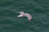 Silberm�we �ber der Ostsee. - 12.06.2016