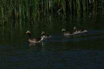 Graugans mit Jungtieren im Guldborgsund Zoo.