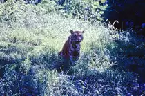 Tiger im Bandhavgarh Nationalpark in Indien. Bild vom Dia. Aufnahme: Oktober 1988.