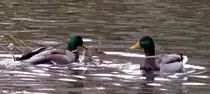 die Ente sprach zum Enterich: unter wasser geht es nicht,grins