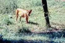 Gujarat in Indien ist der letzte nat�rliche Lebensraum f�r L�wen au�erhalb Afrikas. Bild vom Dia. Aufnahme: Oktober 1988.