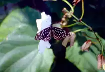 Schmetterling in Taman Negara, Malaysia. Bild vom Dia. Aufnahme: M�rz 1989.