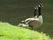 Ausgewachsenes Pärchen KANADA-Gänse beobachtet am 19.6.2016 am Ufer der
SIEG in DATTENFELD/Kreis Siegburg aufmerksam den Fotografen....