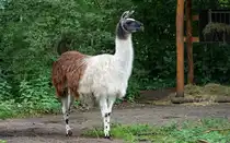 Lama (Lama glama). Nat�rliches Vorkommen nur in S�damerika. Foto:Fr�hjahr 2016, Zoologischer Garten Berlin 