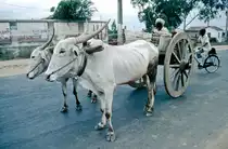 Hausrind in Indien. Bild vom Dia. Aufnahme: Oktober 1988.