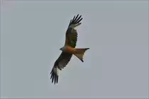 . Dieser Rotmilan lies sich bei tr�bem Wetter vom Luftstrom in die H�he tragen.  18.06.2016