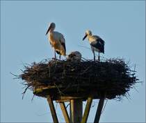 . Storchenfamillie in ihrem Nest.  20.06.2016