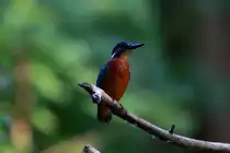 Heute Abend hatte ich ein ungew�hnlich langes Fotoshooting mit einem Eisvogel. Er posierte gut vier Minuten vor meiner Kamera. Fing ein Fisch und wechselte ein paar mal den Ansitz.
Ein Eisvogel am Schaalseekanal bei Ratzeburg; 30.06.2016