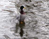 gefllt mir immer wieder