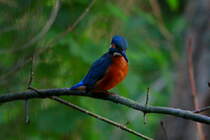 Ein Eisvogel speht nach Nahrung am Schaalseekanal bei Ratzeburg; 30.06.2016