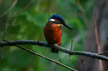 Ein Eisvogel am Schaalseekanal bei Ratzeburg; 30.06.2016