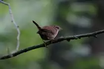Ein Zaunk�nig singt sein Liedchen am Ratzeburger K�chensee; 30.06.2016