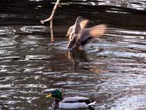 und noch eins zum schlu