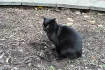 schwarzer Kater (KOSTRZYN nad Odrą, Powiat Gorz�w/Polen, 26.11.2015)