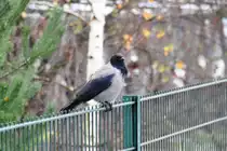 Nebelkr�he (FALKENSEE, Landkreis Havelland/Deutschland, 28.11.2015)