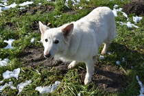 Weier Schferhund (♀) (RADOLFZELL am Bodensee, Landkreis Konstanz/Deutschland, 27.02.2016)