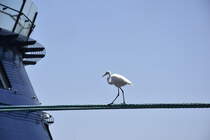 auf einer Schiffstrosse balancierender Silberreiher (DAKAR/Senegal, 26.03.2016)