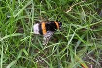 Riesenhummel (evtl. eine Knigin?) im Garten (RHEINE, Kreis Steinfurt/Deutschland, 19.05.2016)