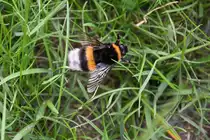 Riesenhummel (evtl. eine K�nigin?) im Garten (RHEINE, Kreis Steinfurt/Deutschland, 19.05.2016)