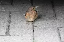 Amseljungvogel im Schuppen (RHEINE, Kreis Steinfurt/Deutschland, 31.05.2016)