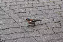 dieser Buchfink hat sein Paradies vor einer B�ckerei gefunden (GESCHER, Kreis Borken/Deutschland, 03.06.2016)