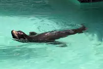 Seel�we im Wuppertaler Zoo 10.7.2016