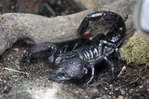 Skorpion im Wuppertaler Zoo 10.7.2016