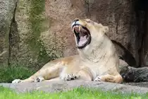 L�we im Wuppertaler Zoo 10.7.2016