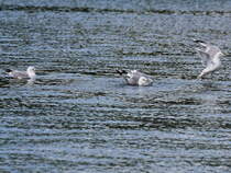 Bei einer Bootsfahrt in Stockholm konnte man auch am 22. Juni 2016 Mwen beobachten