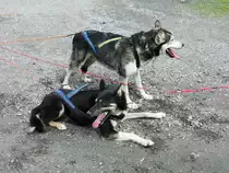 Nach einer Vorf�hrrunde sieht man auch am 22. Juni 2016 bei diesen Tieren den Altersunterschied, der liegende Husky ist ca. 8 Jahre �lter als sein Nachbar.