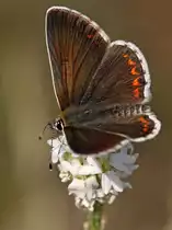 Hauhechel-Bl�uling oder auch Gemeiner Bl�uling 22.07.2016 Berliner Umland