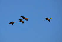 Vier Kormorane im Vorbeiflug. - 01.08.2016