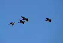 Vier Kormorane im Vorbeiflug. - 01.08.2016