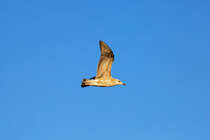 Junge Silbermwe im Abendlicht. - 01.08.2016