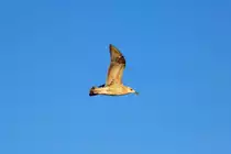 Junge Silberm�we im Abendlicht. - 01.08.2016