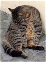 Hauskatze bei der morgendlichen Wsche. Juni 2016