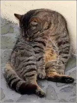 Hauskatze bei der morgendlichen W�sche. Juni 2016