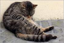 Hauskatze bei der morgendlichen Wsche. Juni 2016