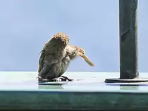 Neben den M�wen waren nat�rlich auch Spatzen am 03. Juli 2016 auf der Museumsinsel Bygd�y in Oslo beobachtet werden.