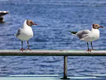 Diese M�wen konnten unter  am 03. Juli 2016 auf der Museumsinsel Bygd�y in Oslo abgelichtet werden. werden.