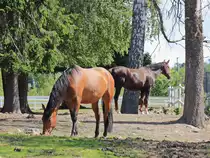 Diese Tiere wurden am 05. Juli 2016 auf einer Wanderung durch den Skulpturenpark Oslo (Vigelandsanlegget / Vigelandsparken) beobachtet. 

