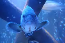 Ein Zackenbarsch im Sealife Berlin am 3.4.2009.